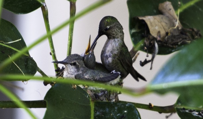 Mother & Child Hummingbirds - Downtown L.A.